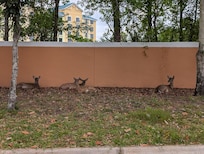 Deers in the complex