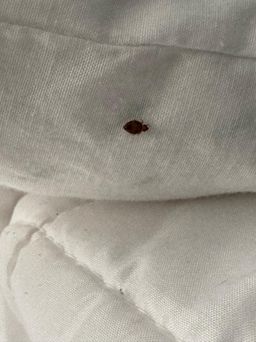 Bedbug in first place we went to. Sadly, had to move places to another house at like 10:00pm. That was stressful. Didn’t get to the new place until almost 10:30 P.M.
