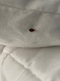 Bedbug in first place we went to. Sadly, had to move places to another house at like 10:00pm. That was stressful. Didnât get to the new place until almost 10:30 P.M.