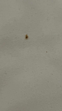 Woken up by bed bugs on the bed