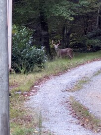 Beautiful buck