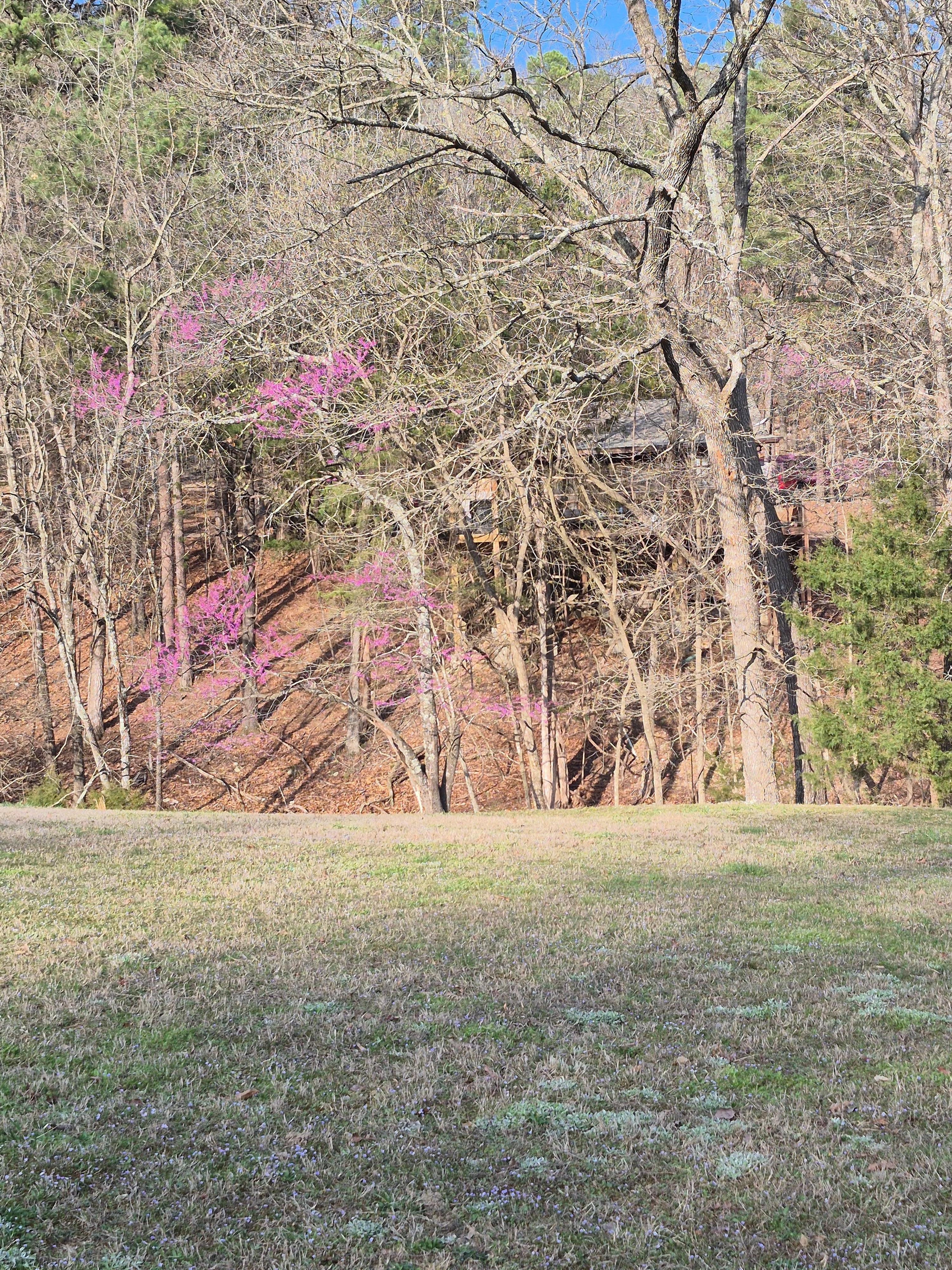The cabin back porch is barely visible from the main road.
