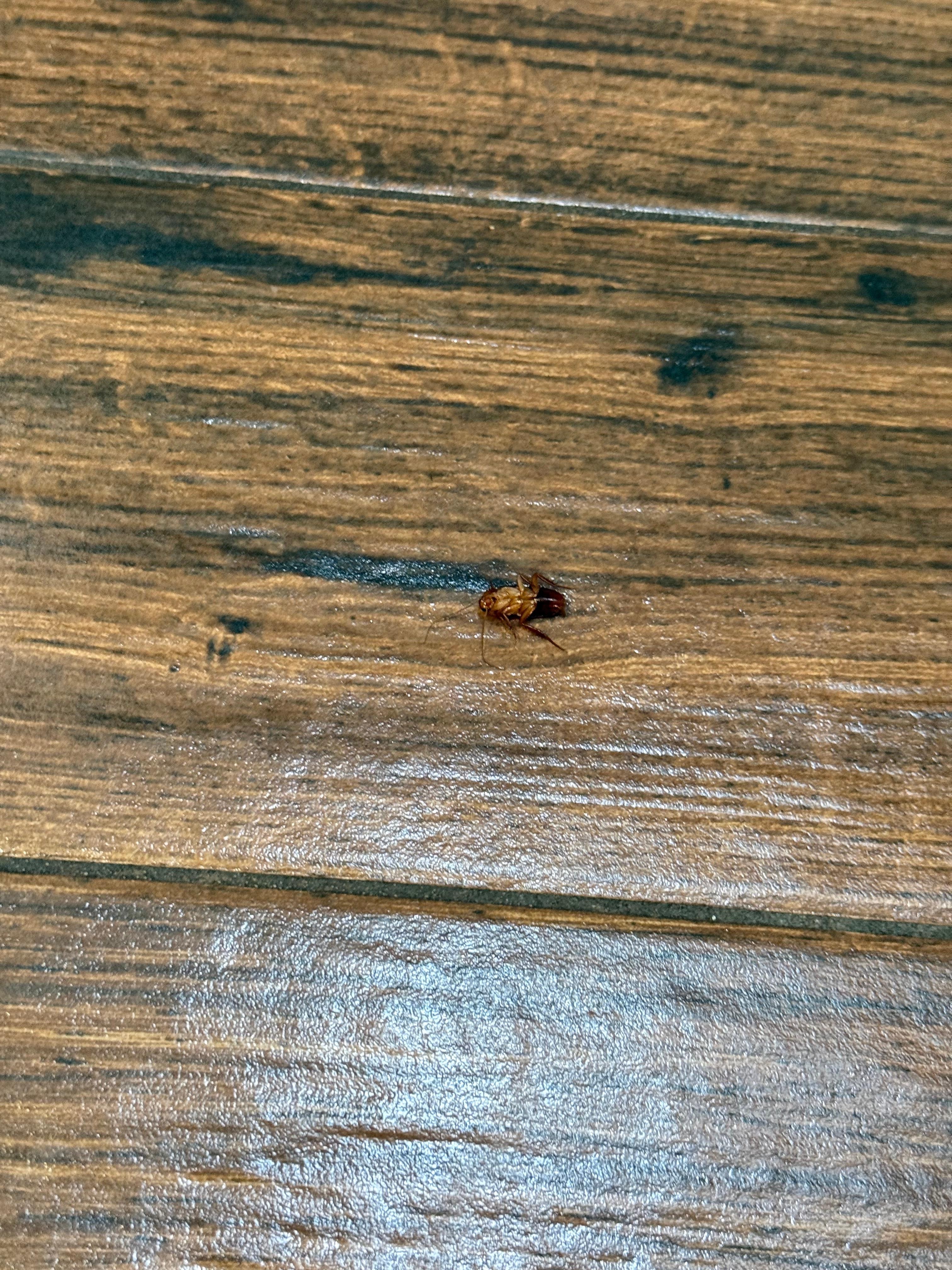 roach we found in bathroom