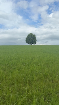 A tree in Hellbühl 😂