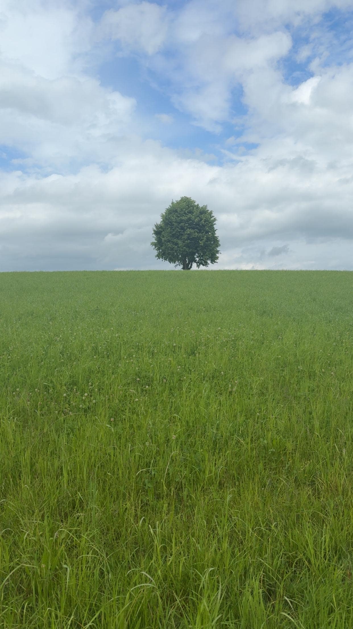 A tree in Hellbühl 😂