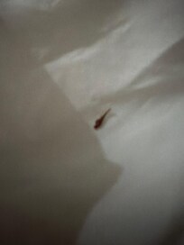 Roach in the bed