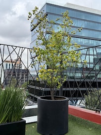 Rooftop glory