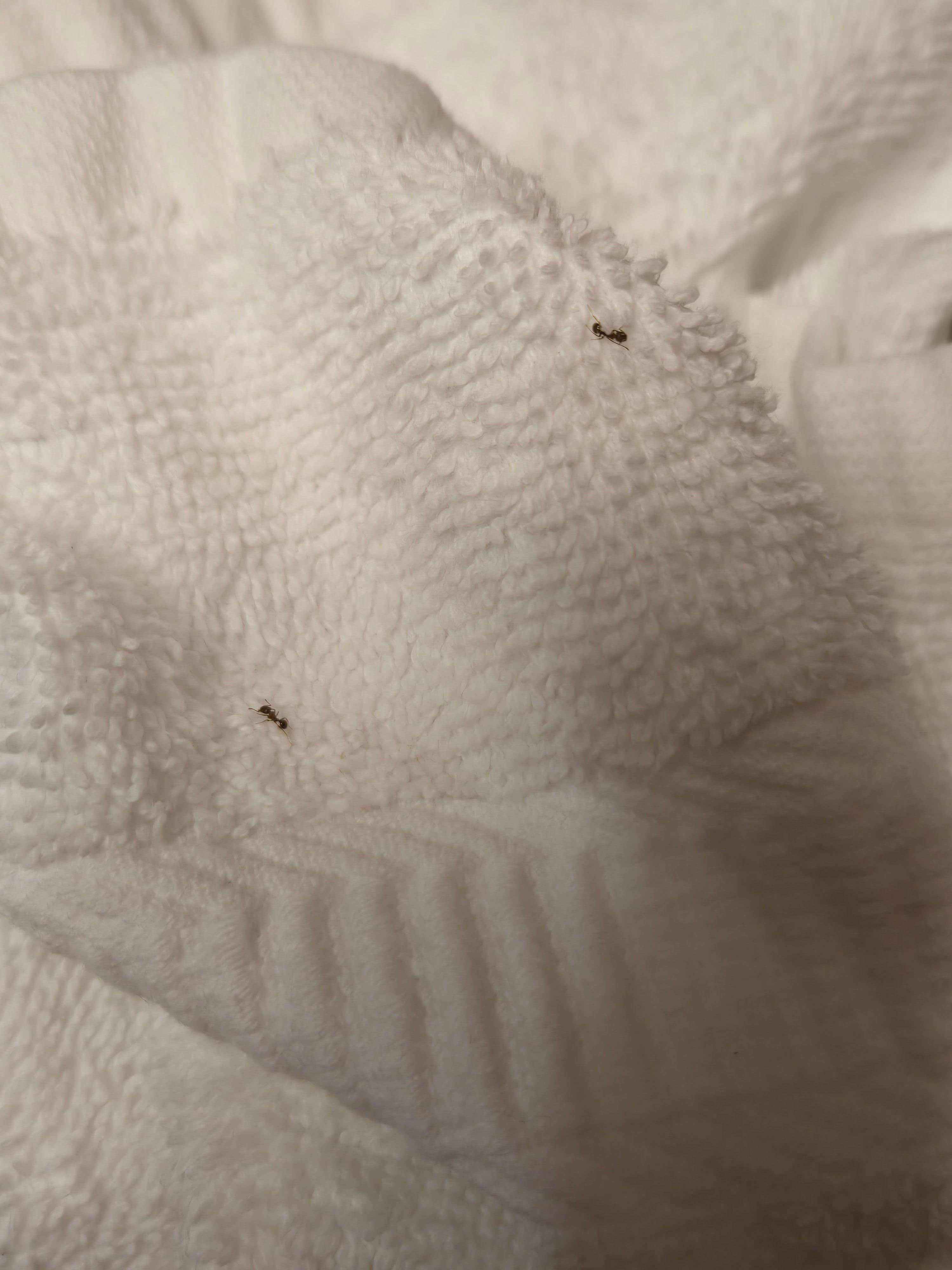 Ants on the countertop