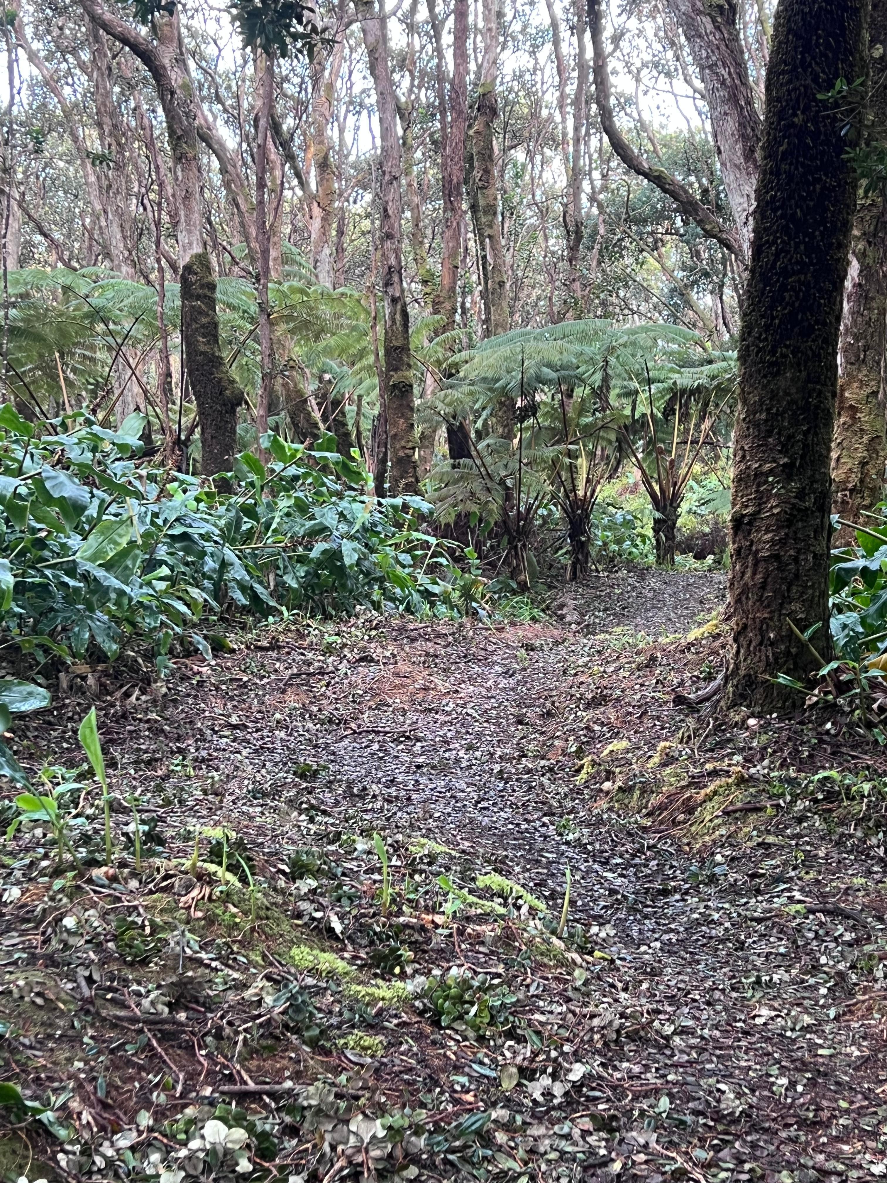 Beautiful walking path on the lodge grounds 