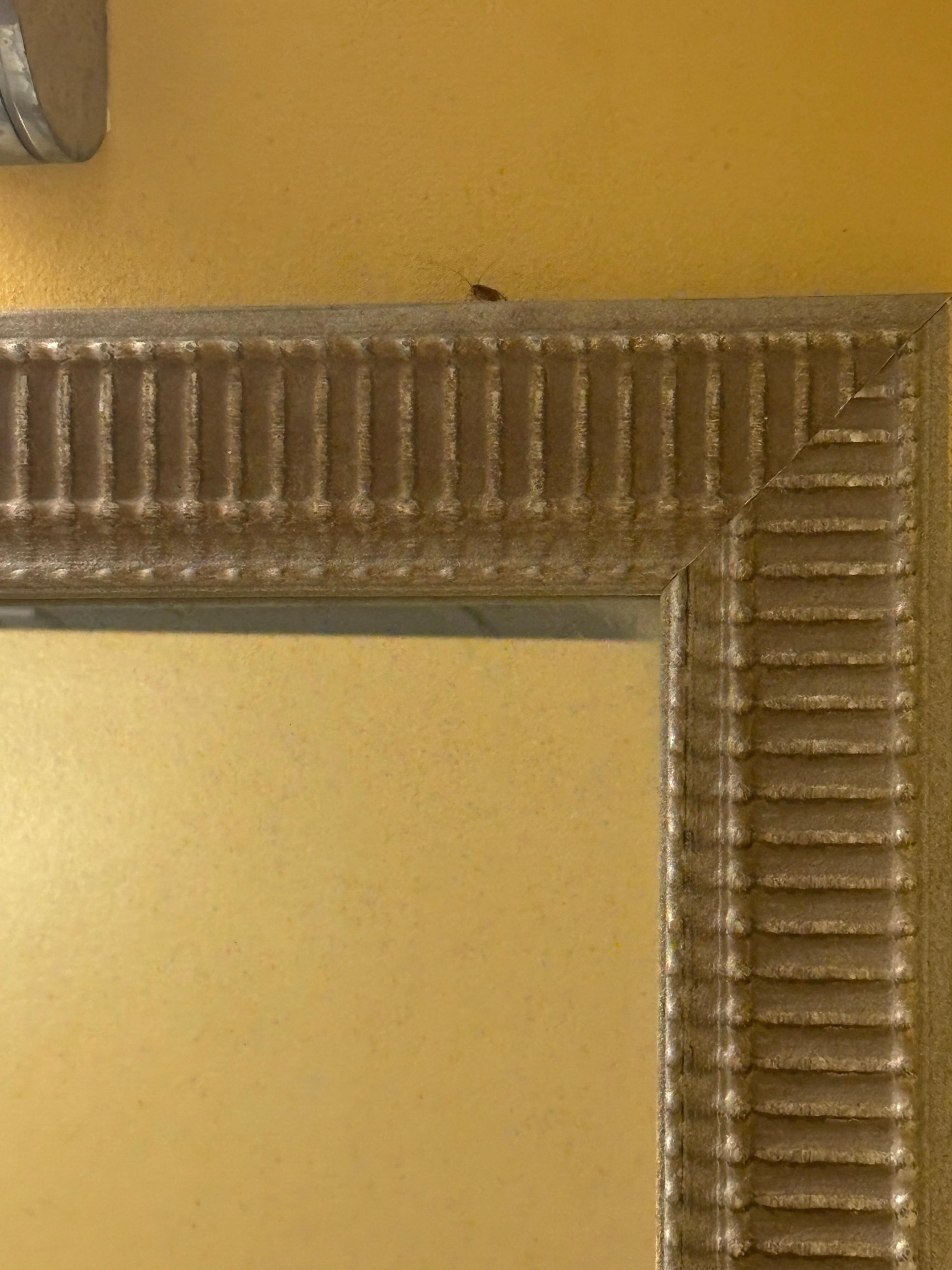 Roach in the room on the mirror and for some odd reason is not letting me upload the videos cause I have videos showing multiple roaches running around on the floor