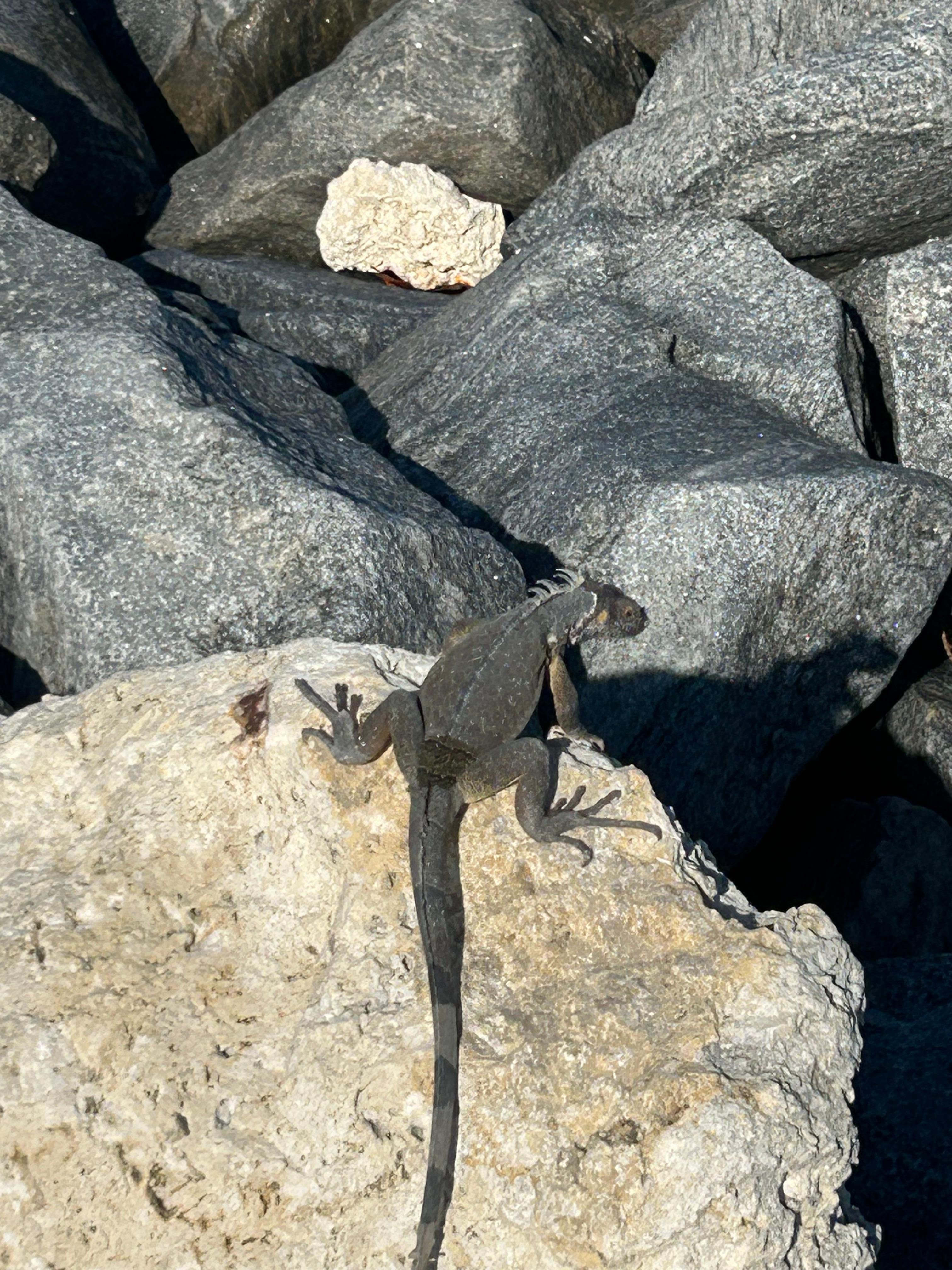 Lizard life