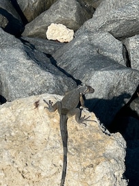 Lizard life