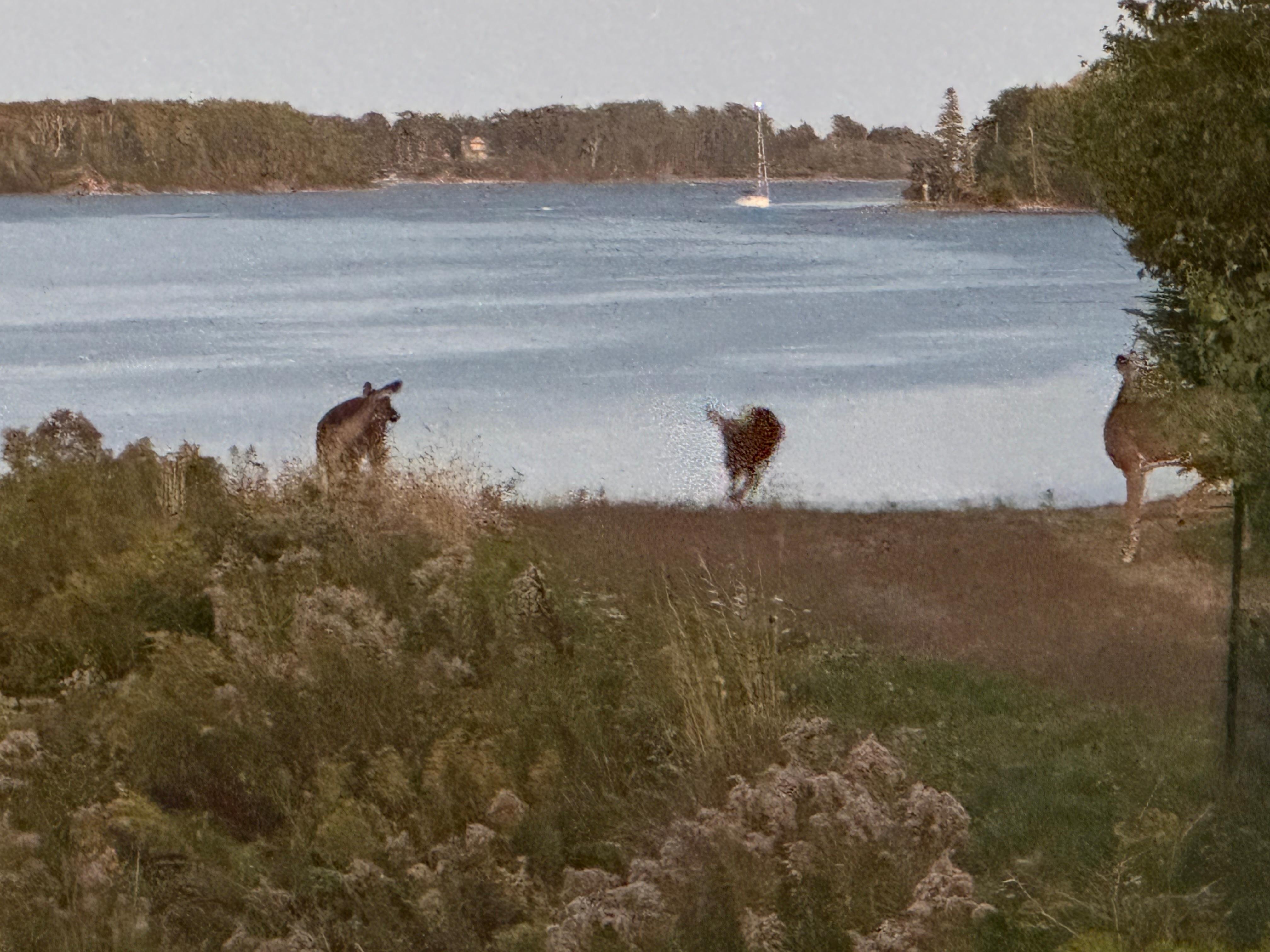 A common sight from the deck!