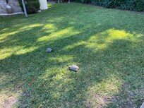Two resident tortoises