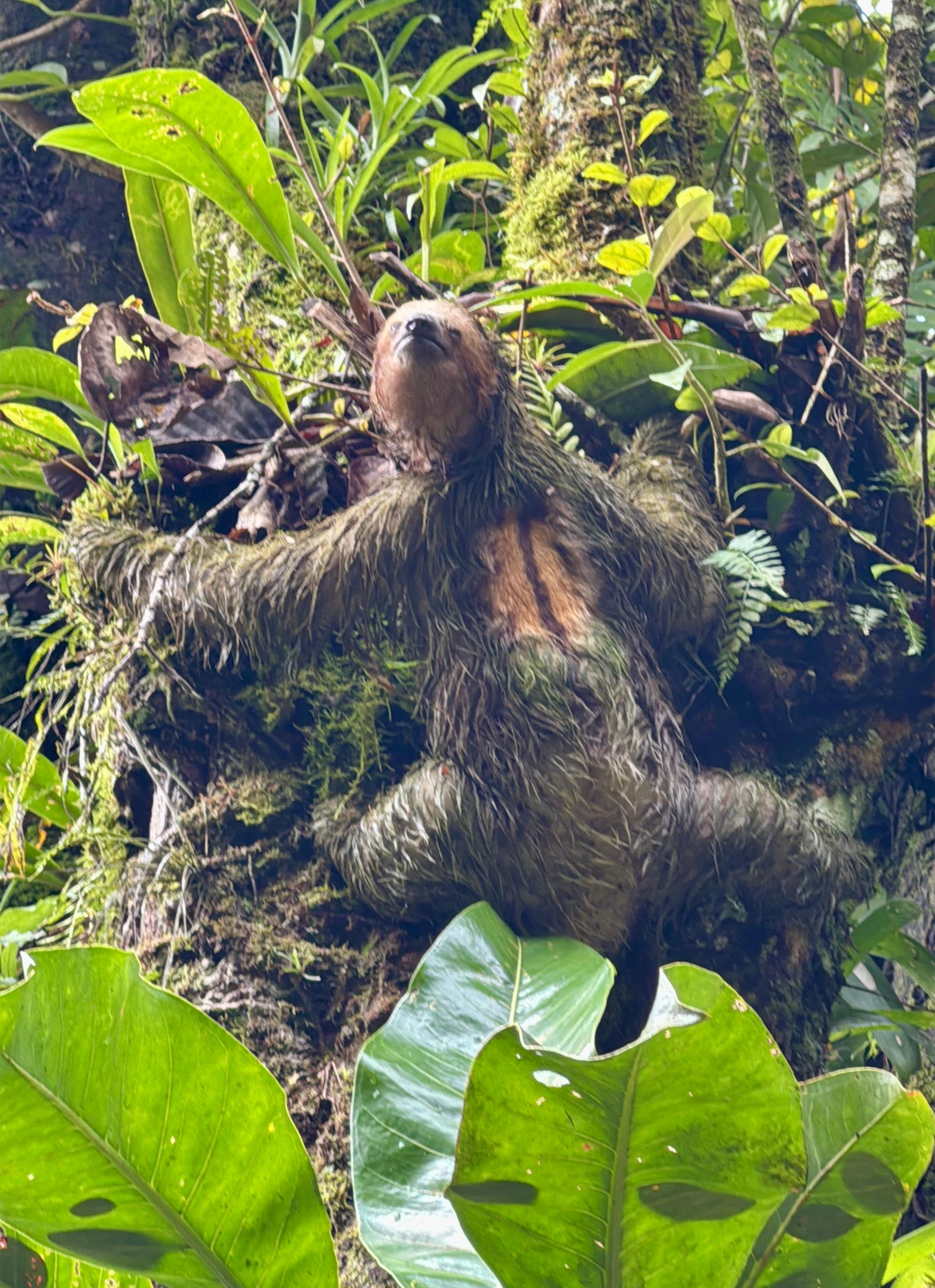 A hotel staff kindly led us to this sloth, only 3 meters from us!