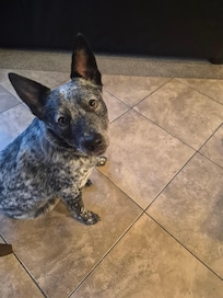 Tonka our deaf blue heeler loved being able to come with us
