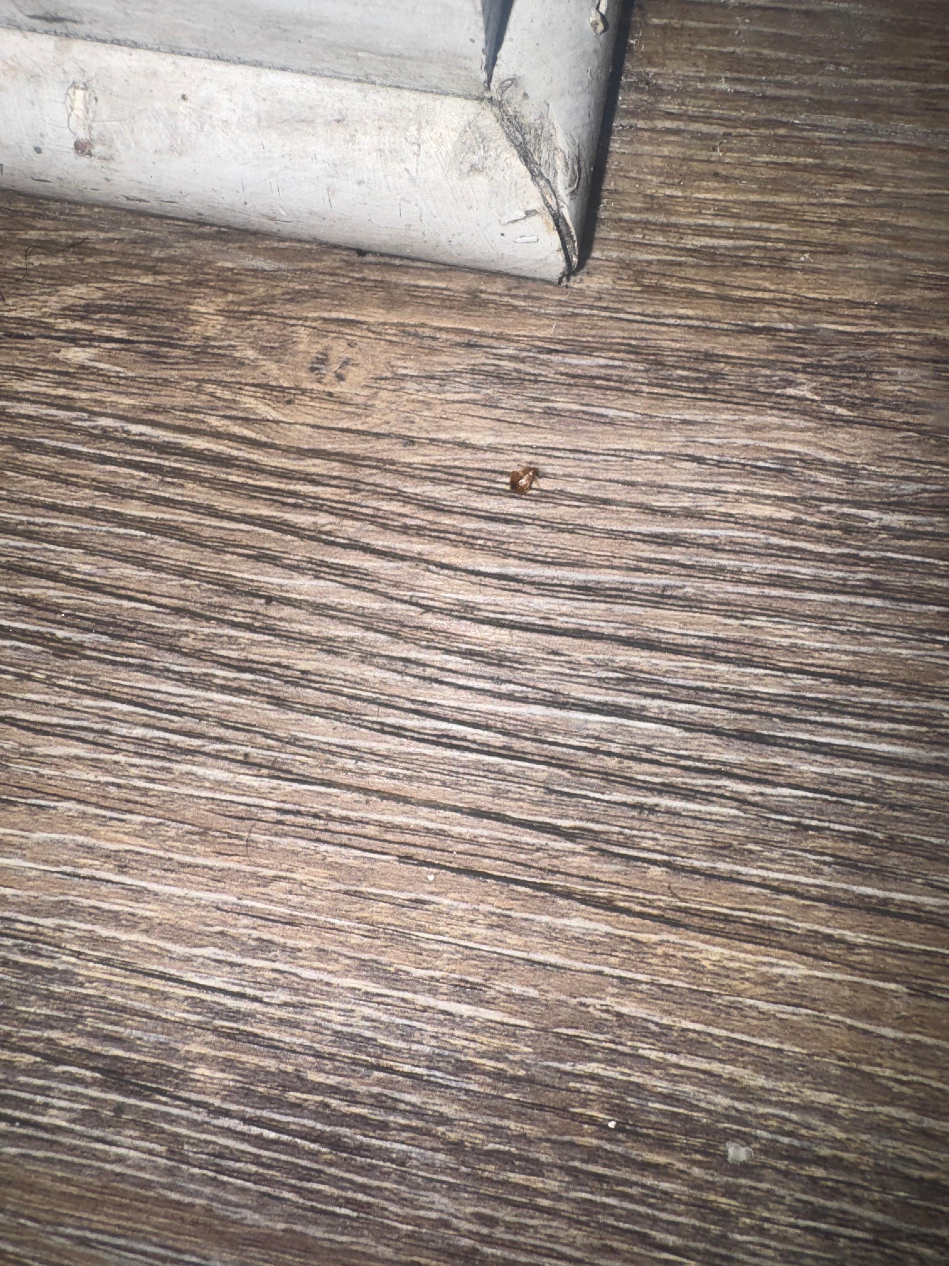 Bed bug on the floor