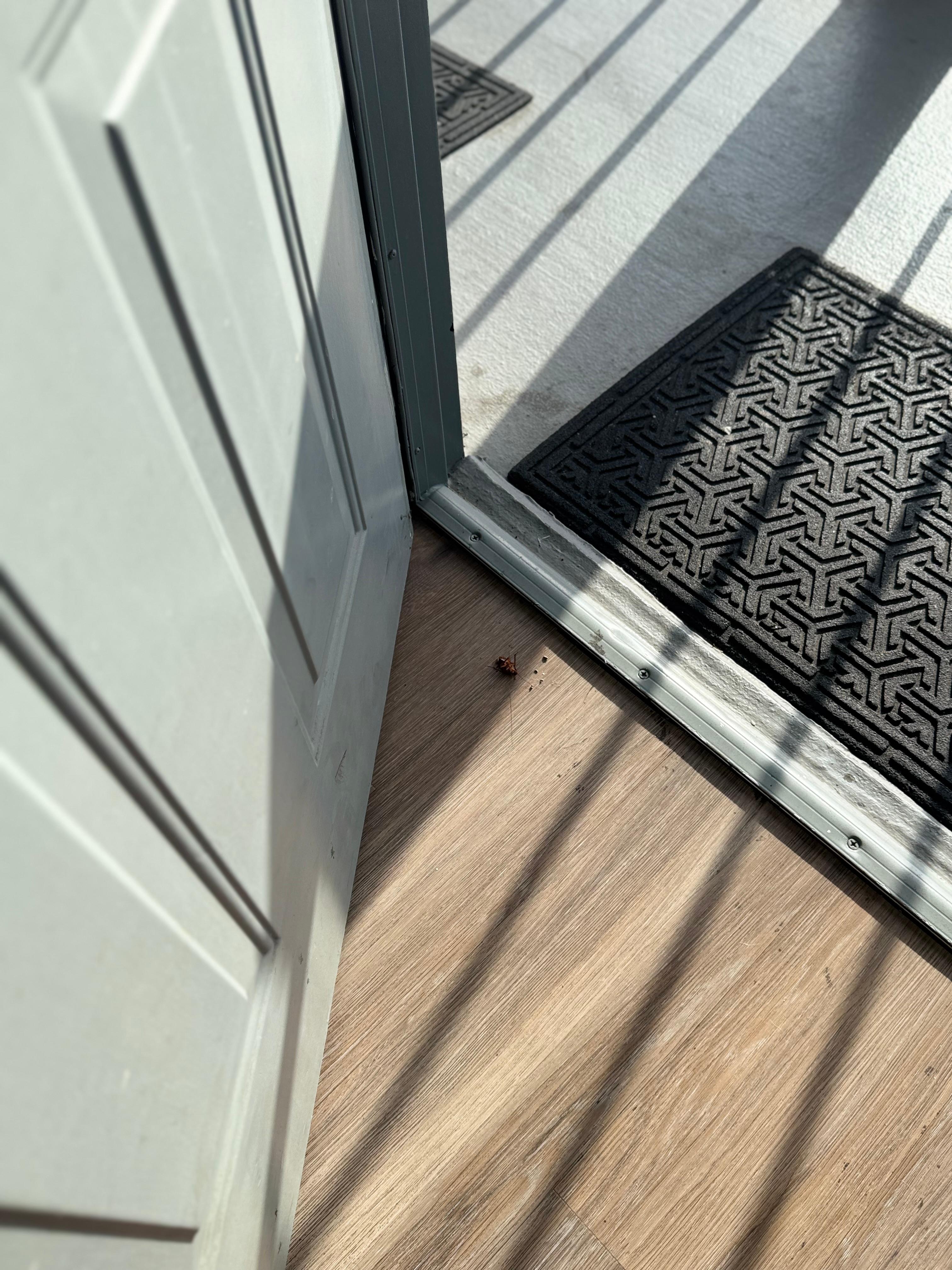 Roach in doorway