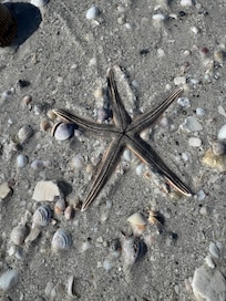 Low tide excursions