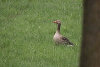Graugans auf dem Weg zum Teich