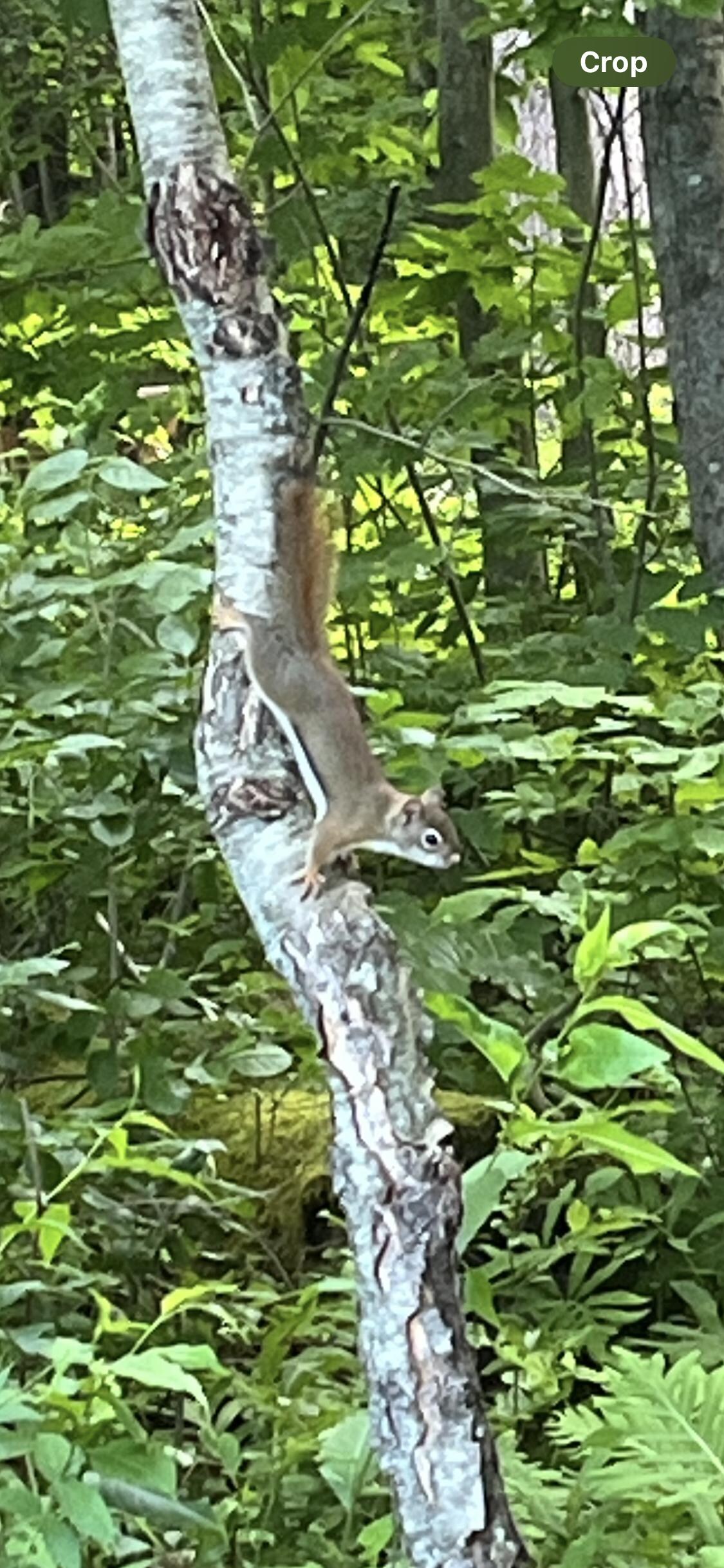 Squirrel trying to figure out what I was doing 