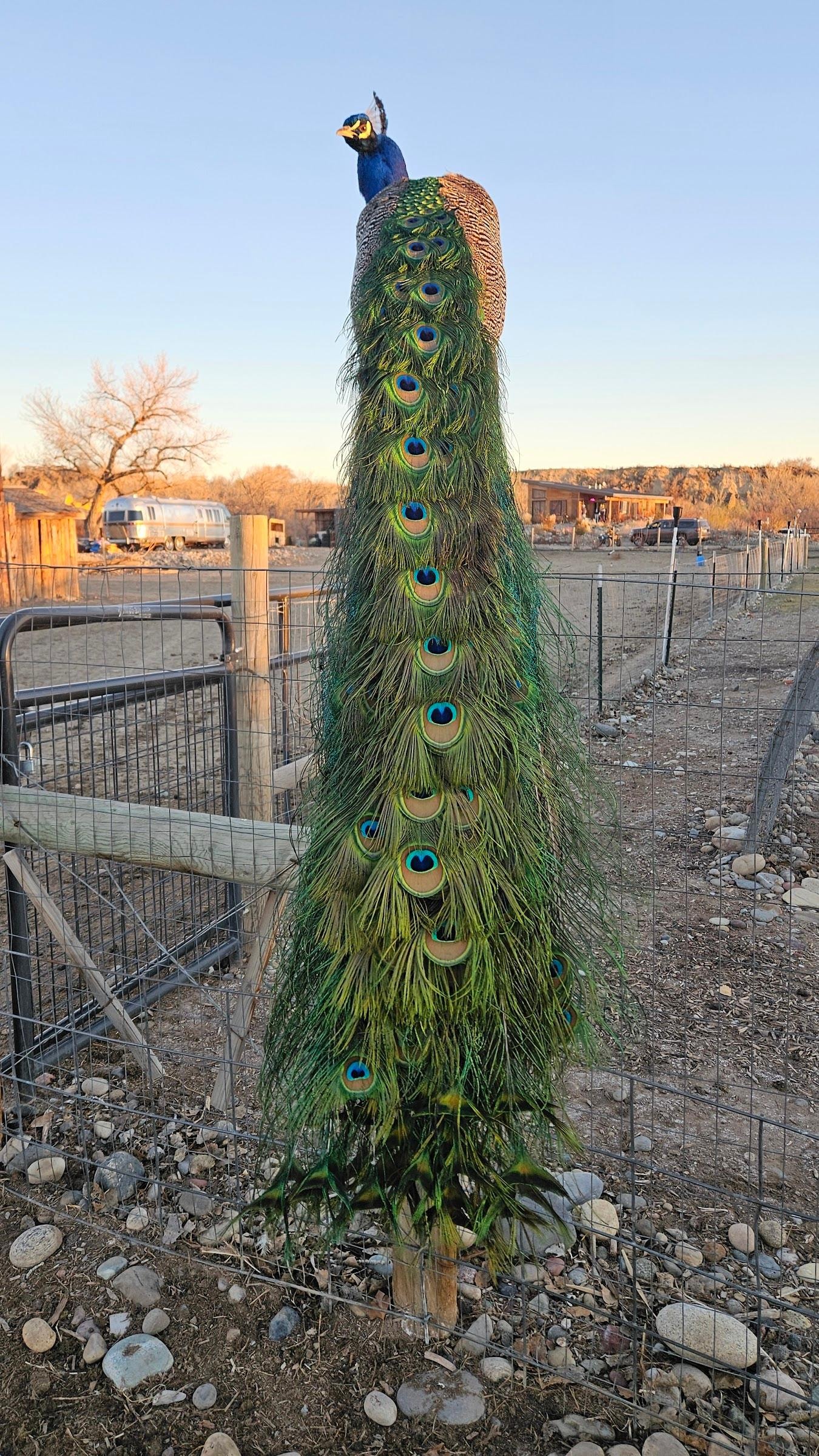 Peacock was beautiful.