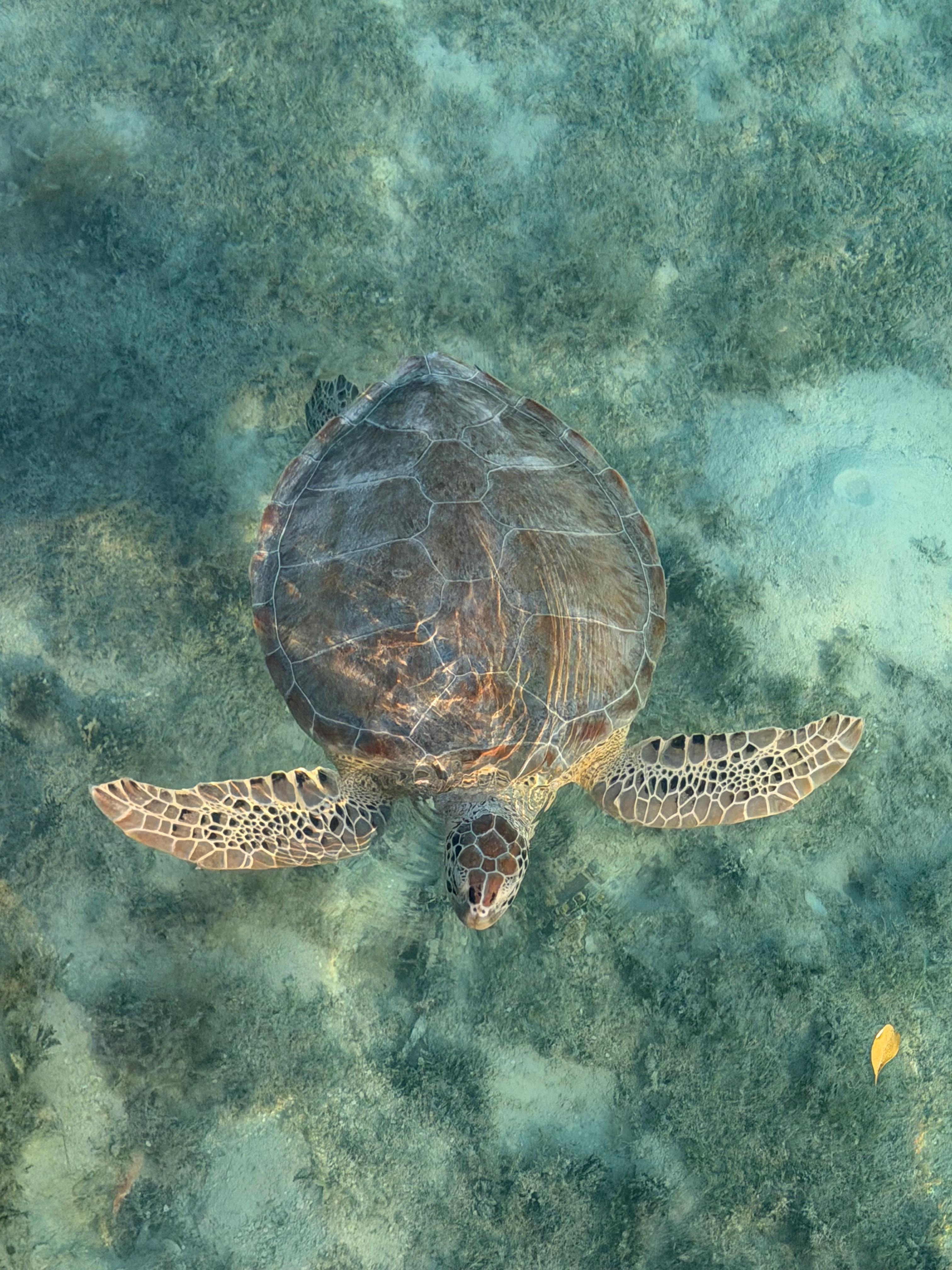 Turtle off the dock. 