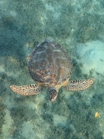 Turtle off the dock.