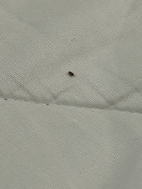 Bug in my bed
