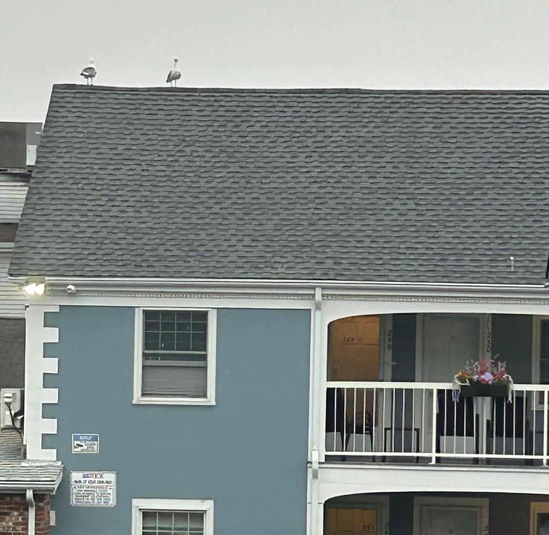A pair of seagulls enjoying the view while I was sipping on my morning coffee 