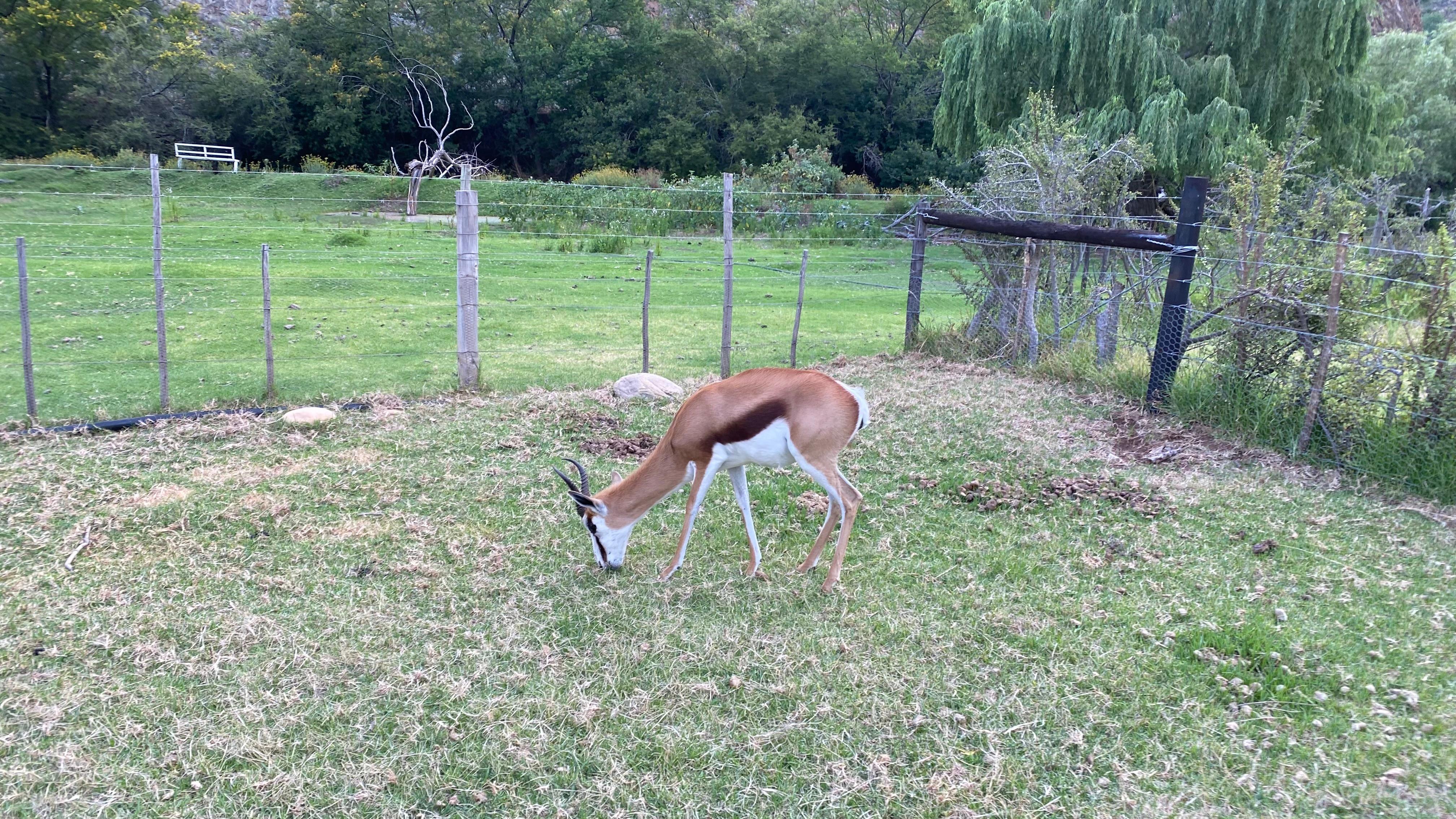 Springbok 