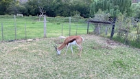 Springbok