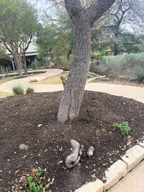 Critters. We saw squirrels, raccoons, opossums, lizards and many birds