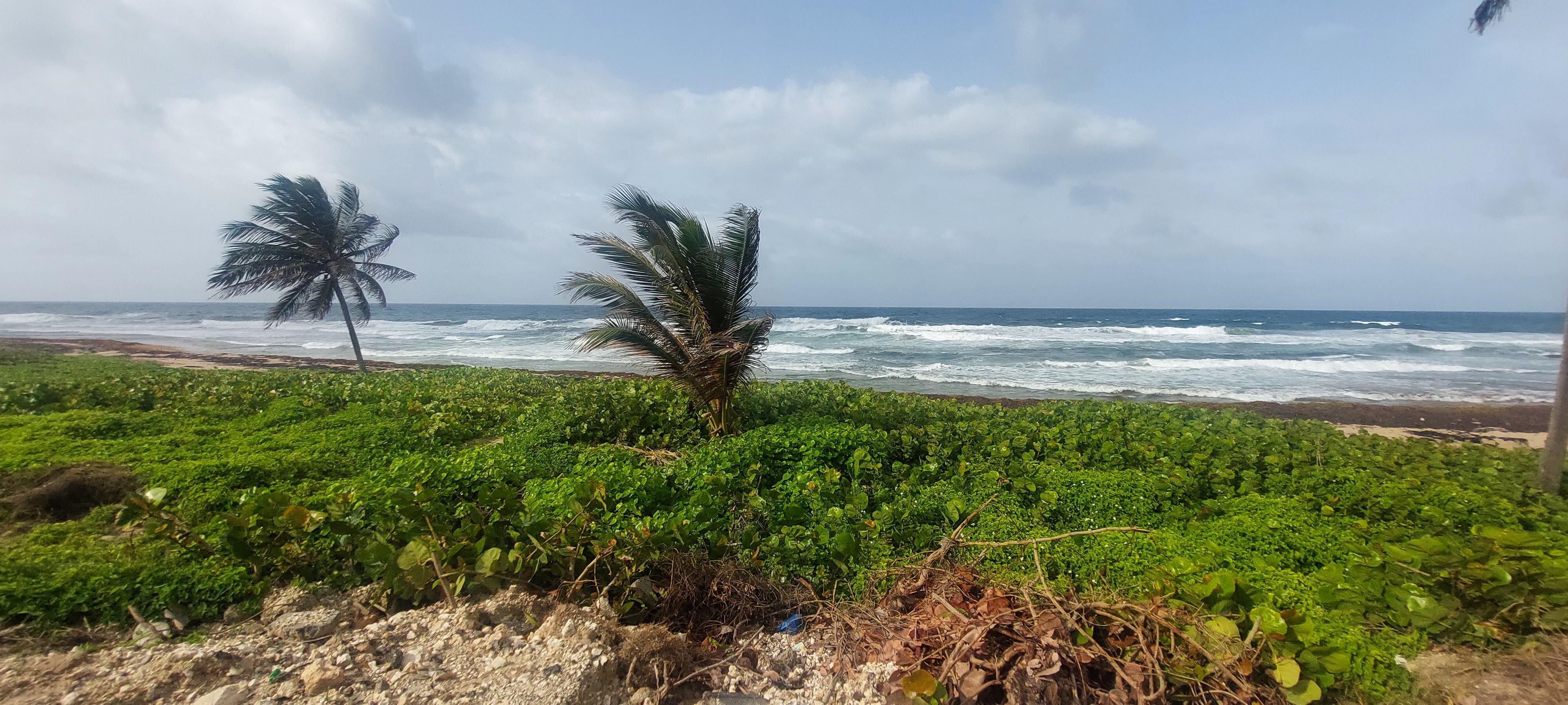 Bathsheba 