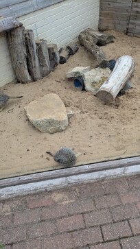 Meerkats ... a winner with the kids