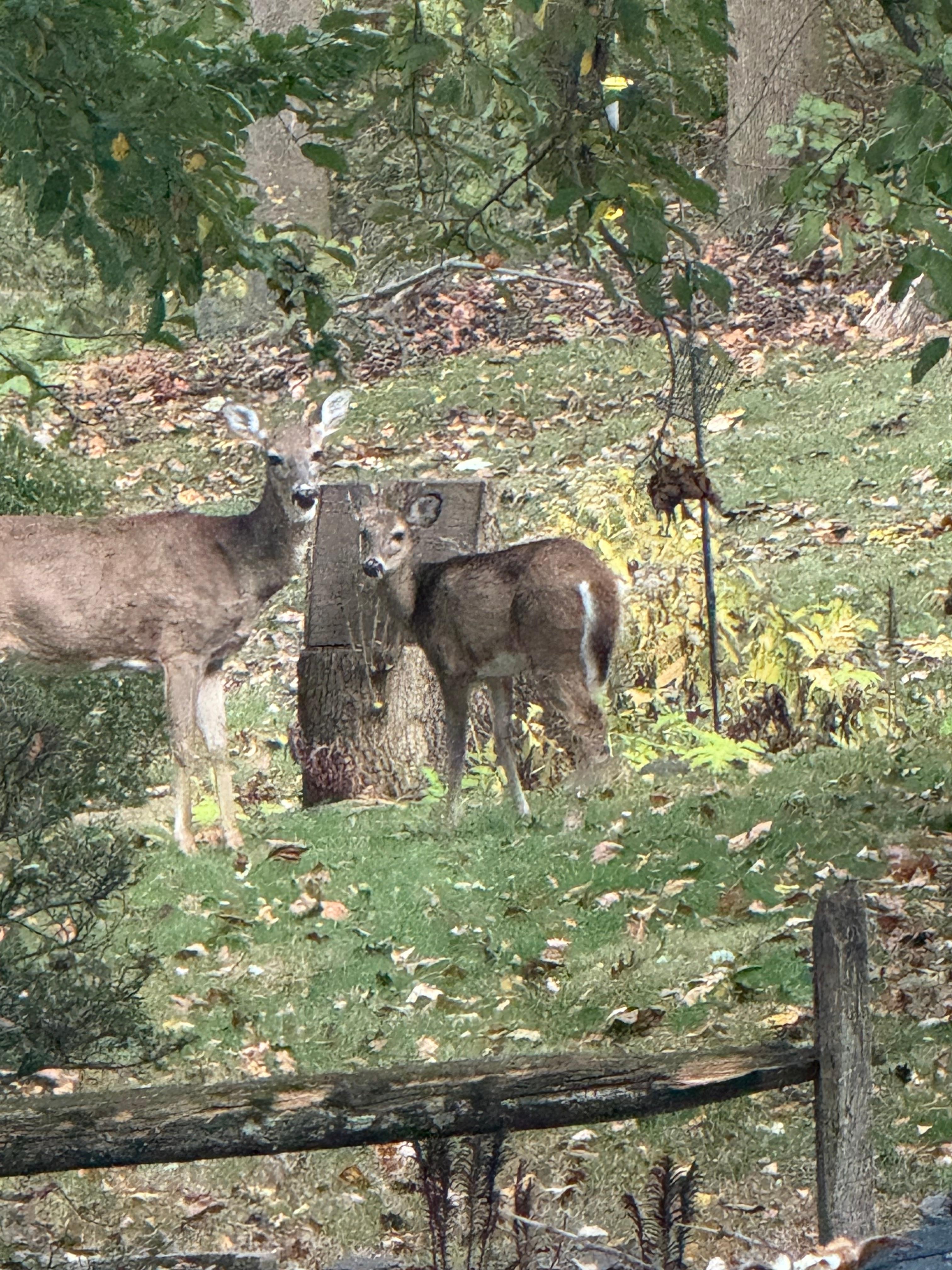 These deer watched us arrive!