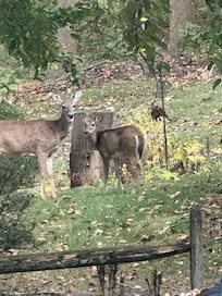 These deer watched us arrive!