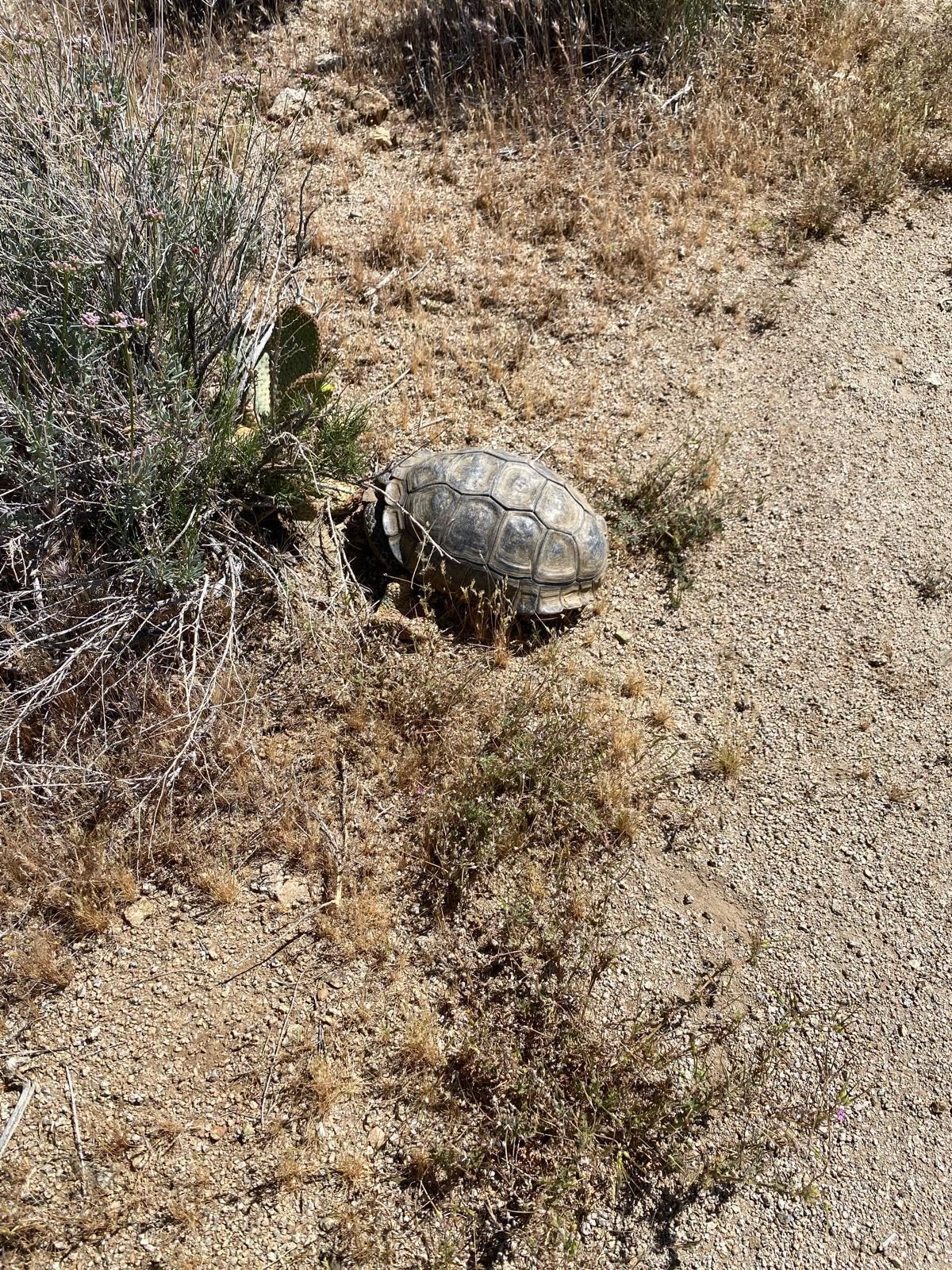 Got lucky with the tortoise sighting.