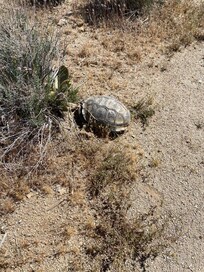 Got lucky with the tortoise sighting.