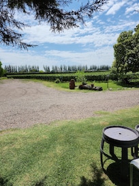 Grapevines at the lodge