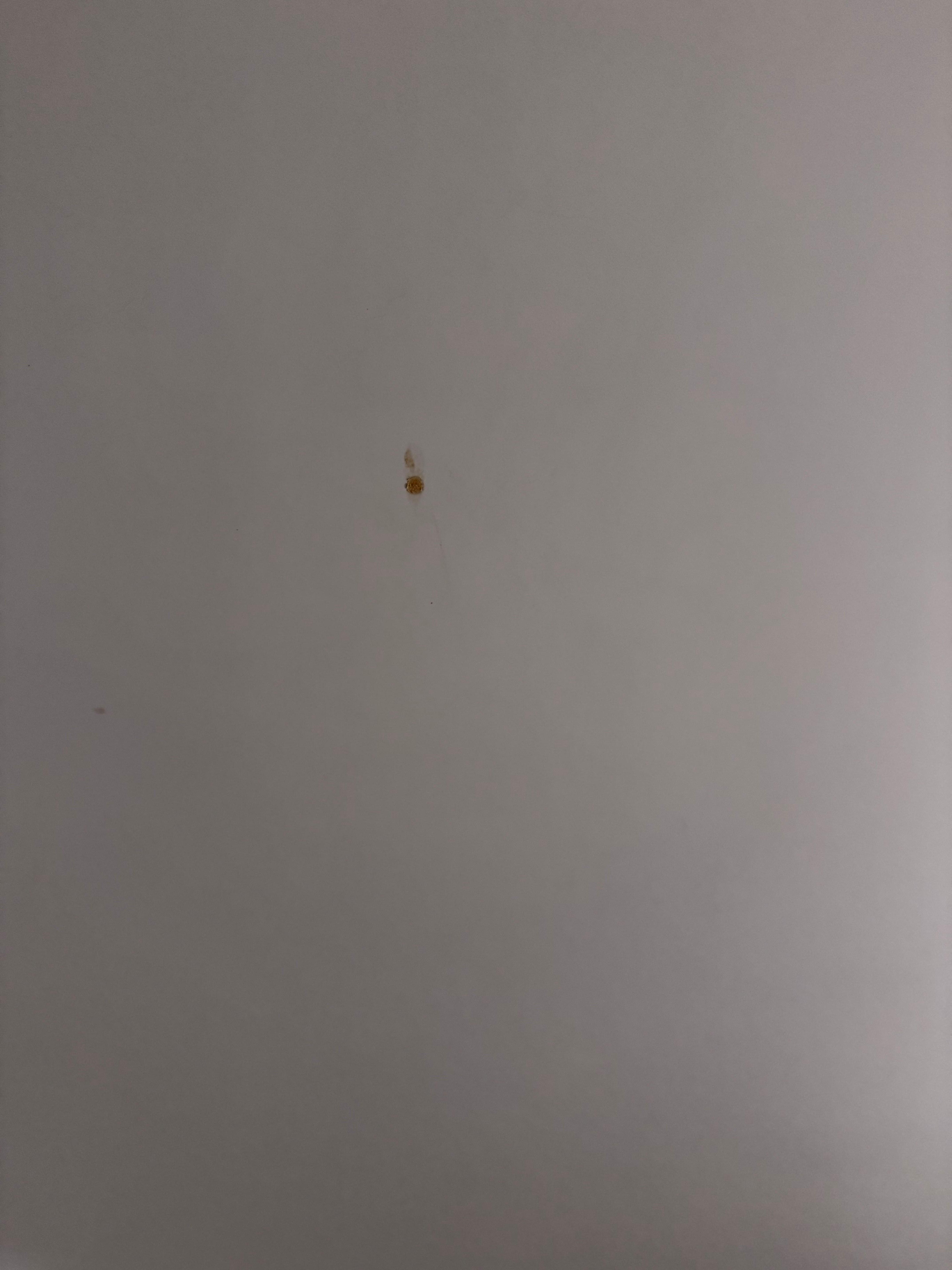 Random spot on ceiling. Blood or rust?