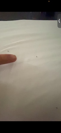 Multiple ants found on the bedsheet in a Business Double room on 6th Floor