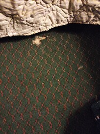 Holes in carpet