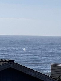 Spouting whale. Taken from house deck.