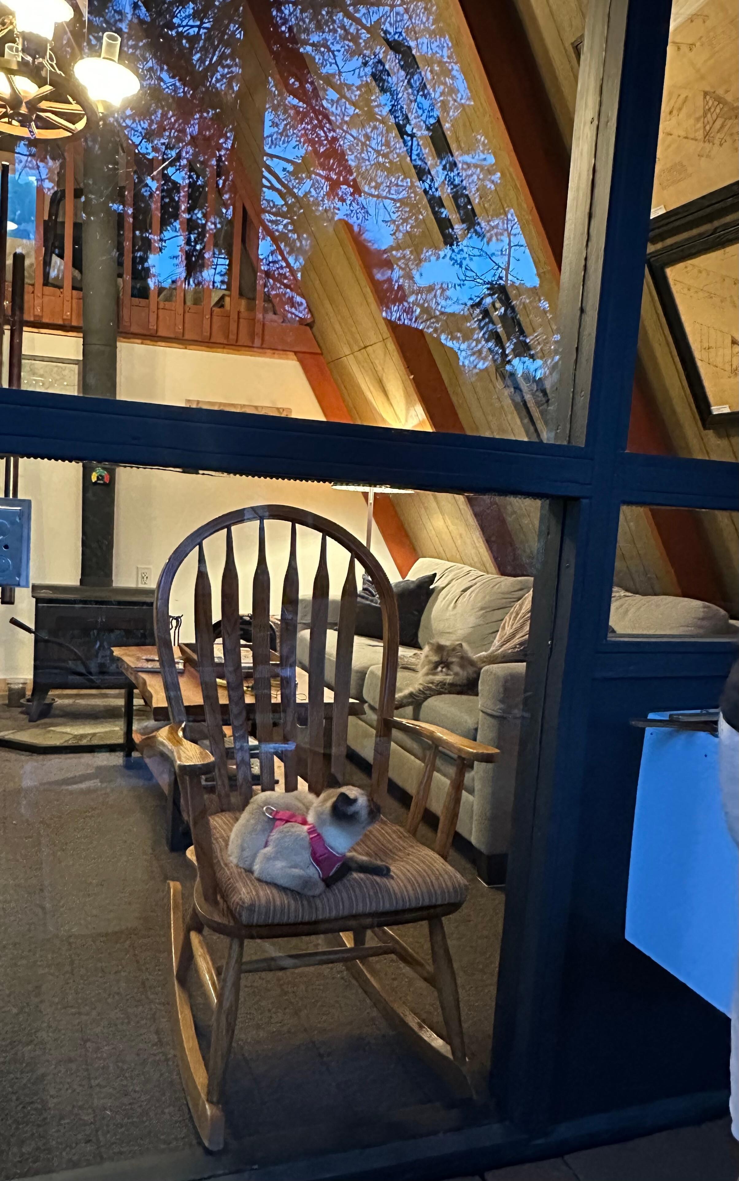 The cats give the cabin two paws up! 