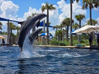 Watched a dolphin show at the Gulfarium
