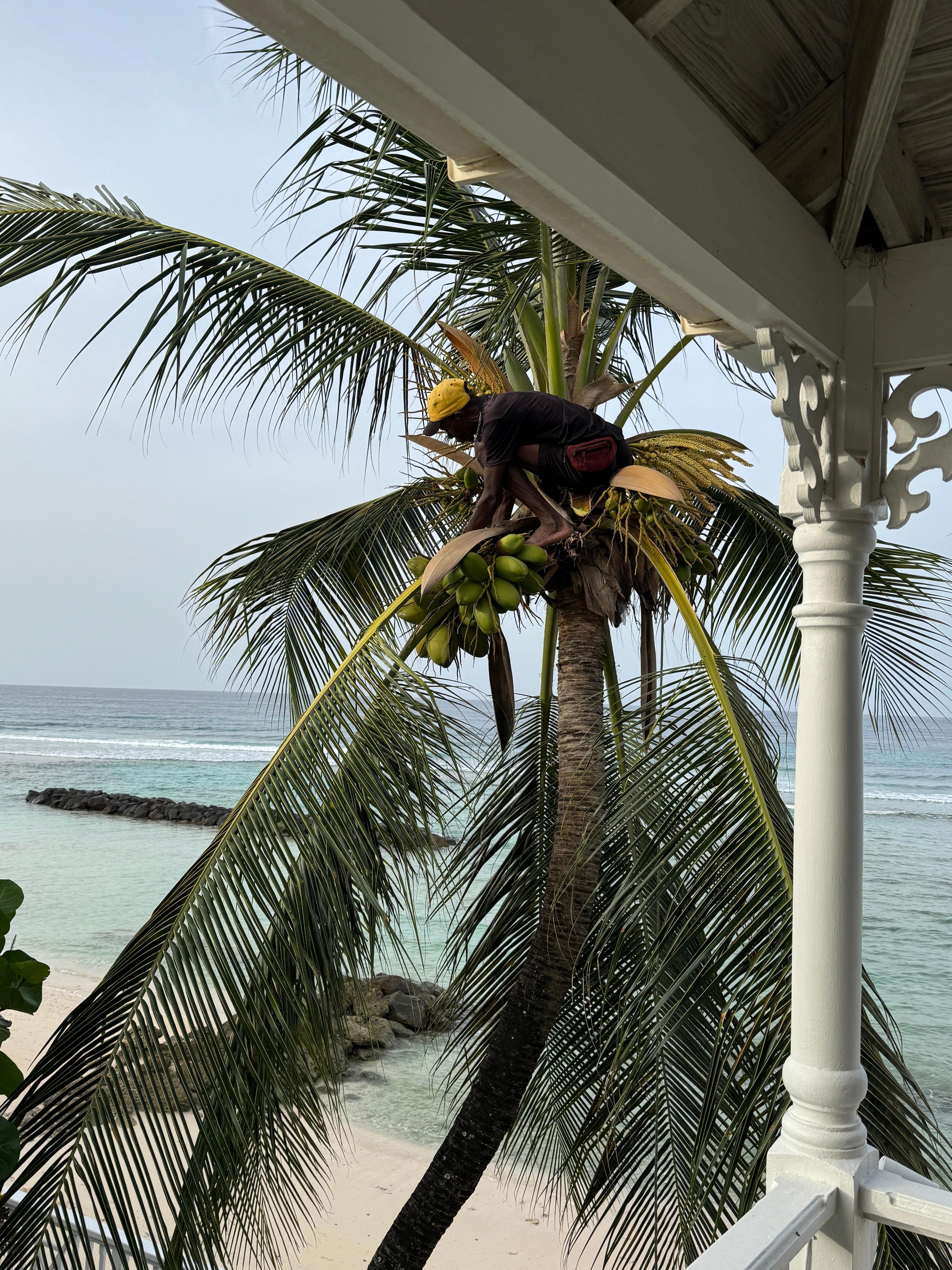 Coconut harvesting at south corner of balcony.