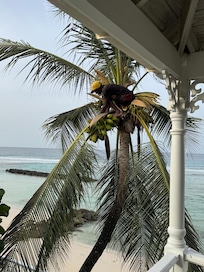 Coconut harvesting at south corner of balcony.