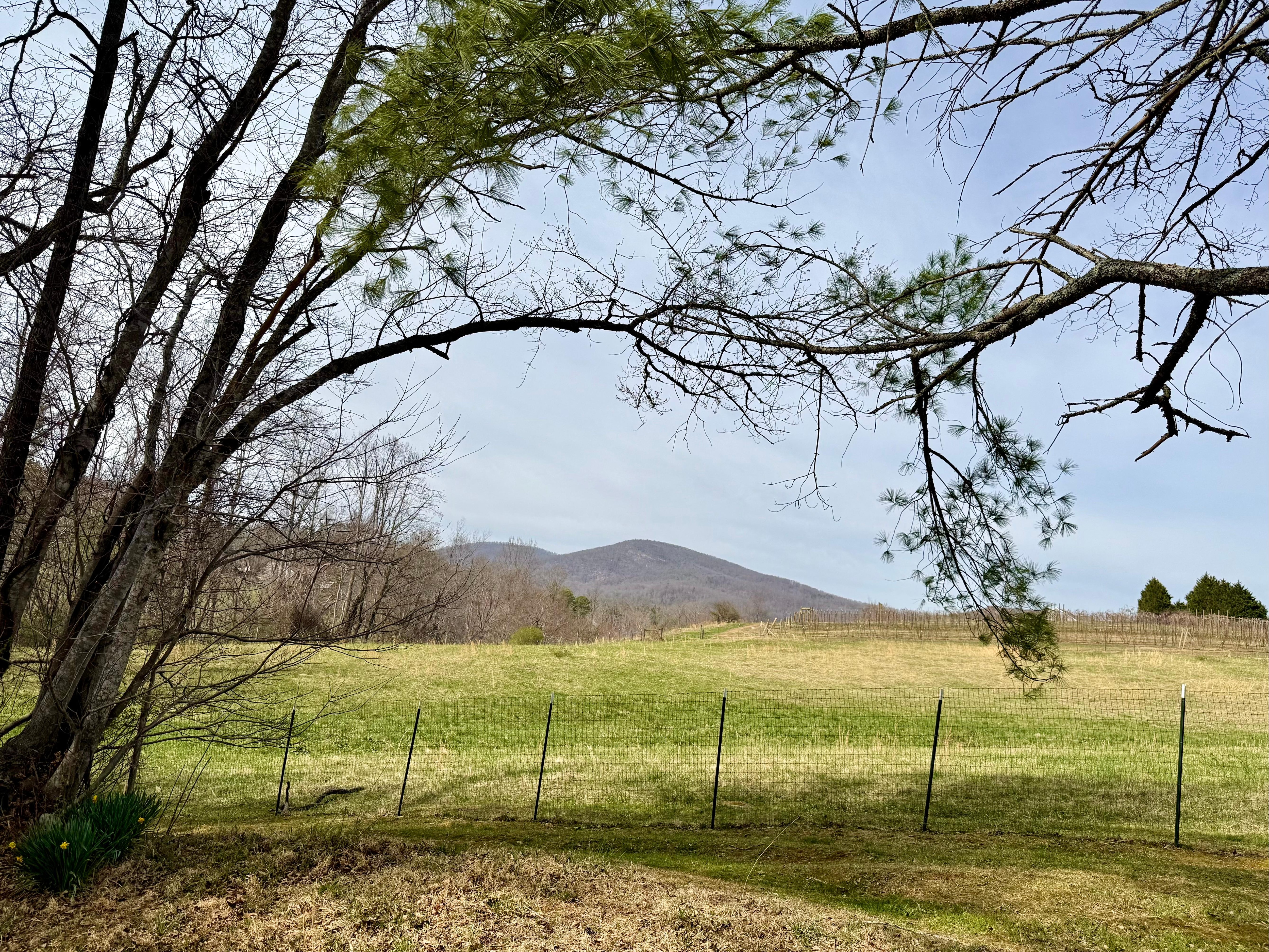 Mountain View from the back yard. 