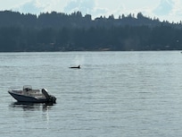 Orca!